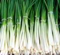 Spring Onions — Photo 1