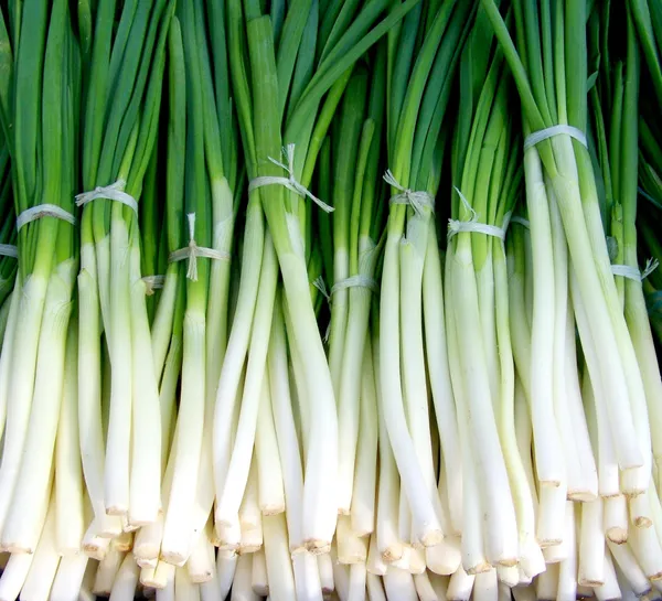 Spring Onions — Photo 1