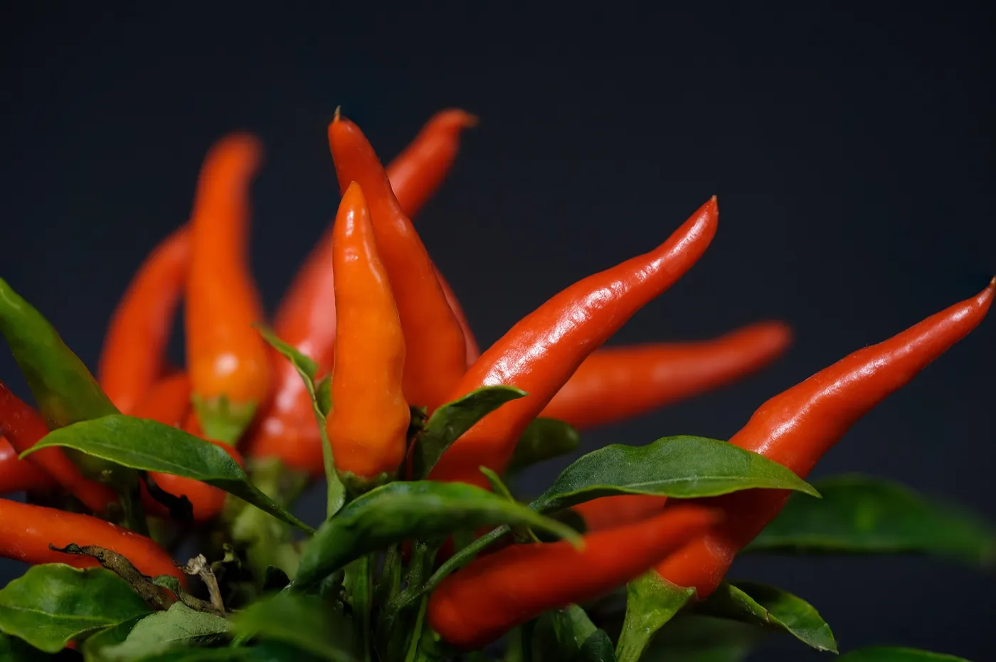 Chilli Peppers — Photo 1