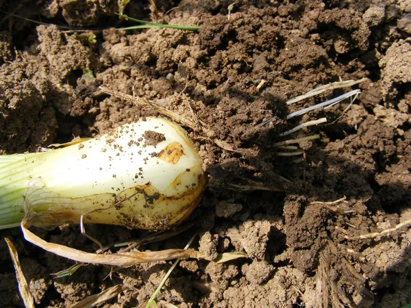 Spring Onions — Photo 2