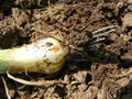Spring Onions — Photo 2