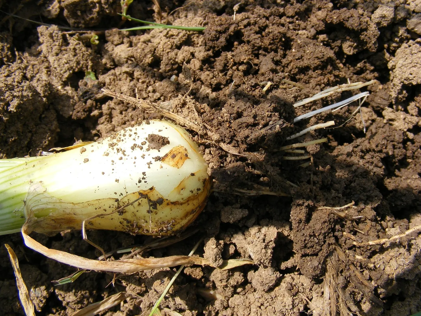 Spring Onions — Photo 2