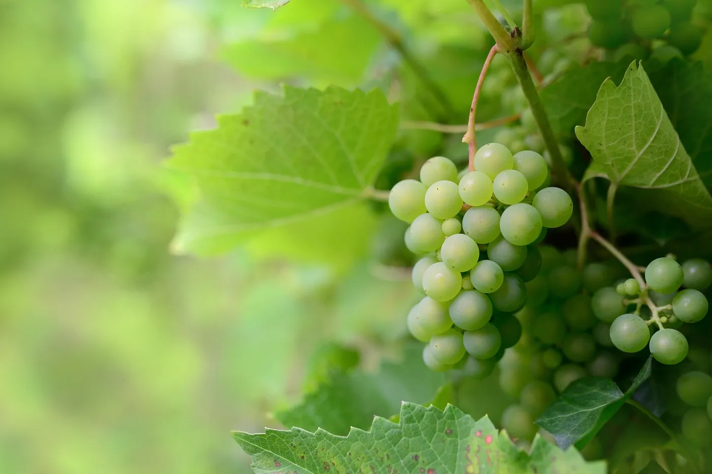 Table Grapes — Photo 1