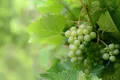 Table Grapes — Photo 1