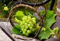 Table Grapes — Photo 2