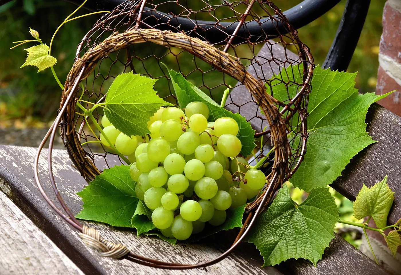Table Grapes — Photo 2