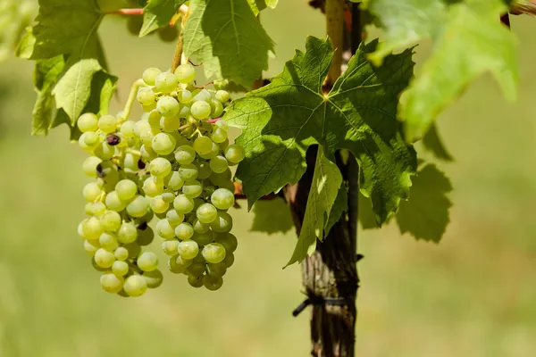 Table Grapes — Photo 3
