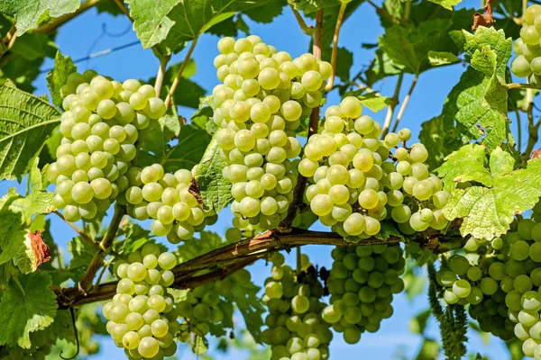 Table Grapes — Photo 4