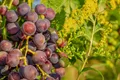 Black Seedless Grapes — Photo 1