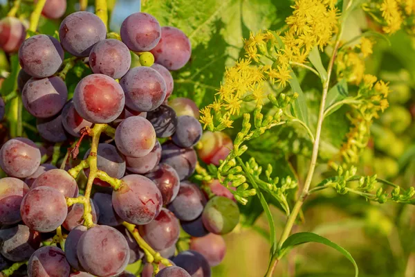 Black Seedless Grapes — Photo 1