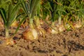 Golden Onions — Photo 4