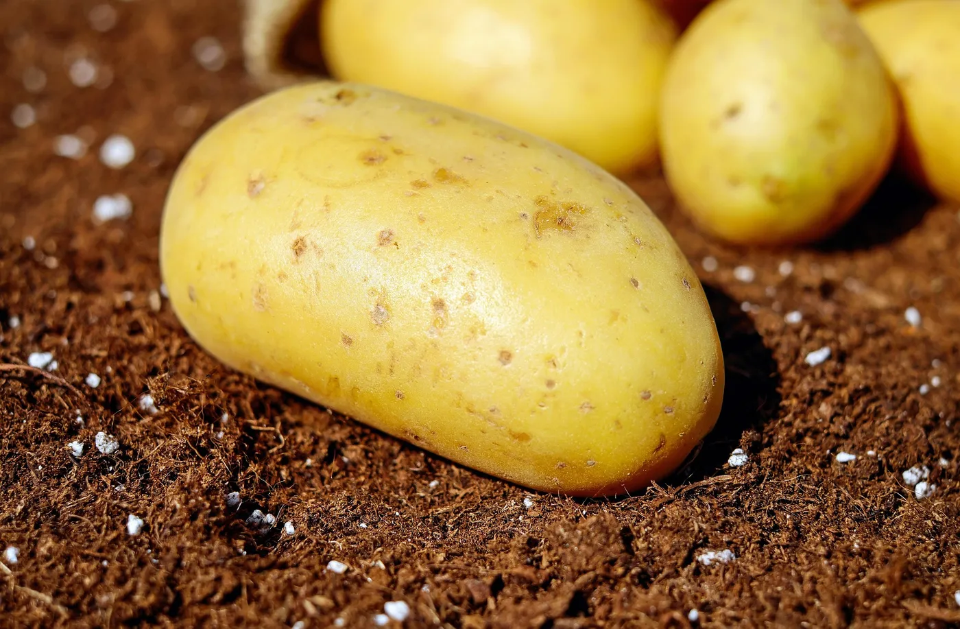 Potatoes — Photo 2