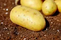 Potatoes — Photo 2