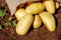 Potatoes — Photo 3