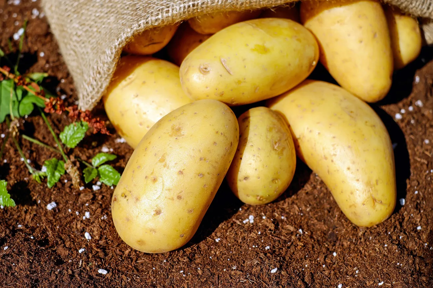 Potatoes — Photo 3