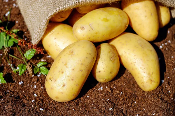 Potatoes — Photo 3