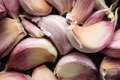 Garlic — Photo 3