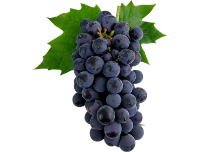 Black Seedless Grapes