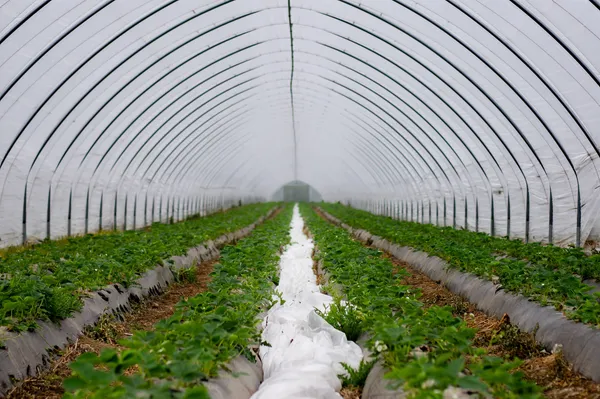 Strawberries — Photo 2