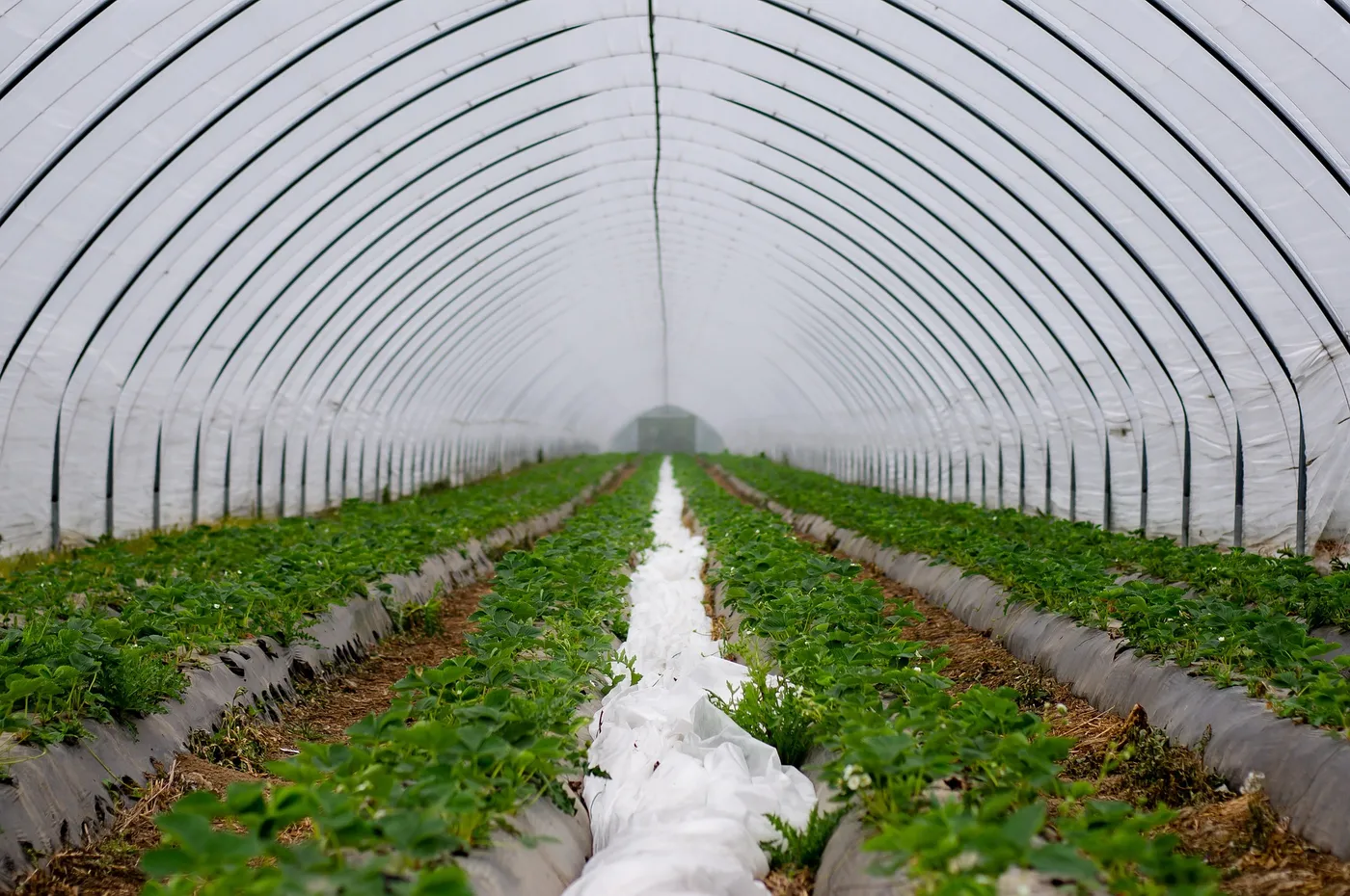 Strawberries — Photo 2
