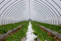 Strawberries — Photo 2