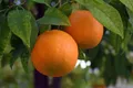 Oranges — Photo 4