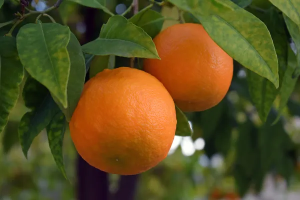 Oranges — Photo 4
