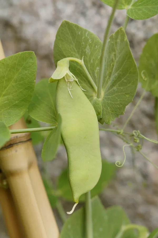 Mangetout — Photo 3