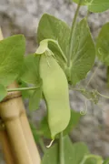 Mangetout — Photo 3