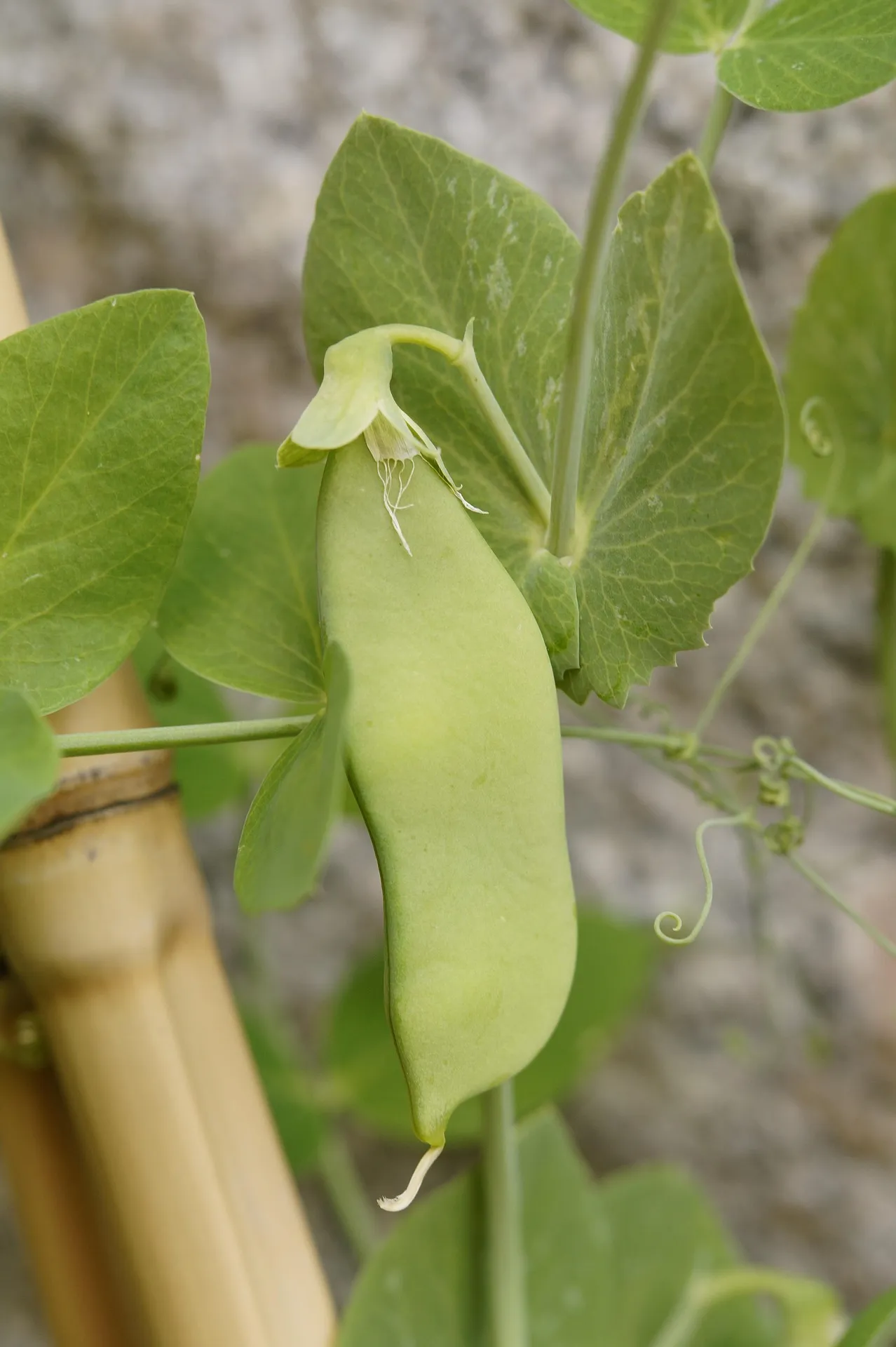 Mangetout — Photo 3