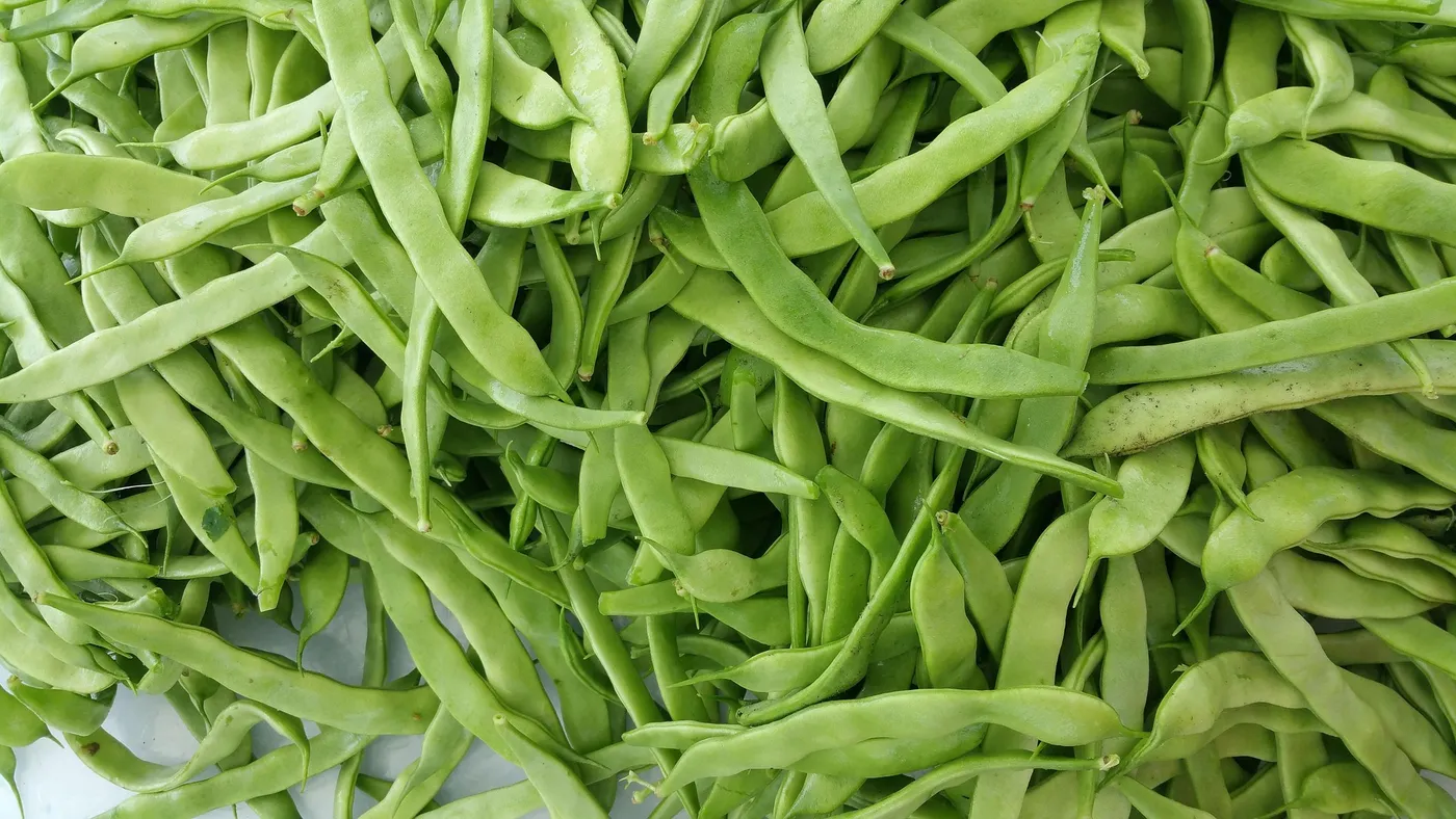 Green Beans — Photo 3