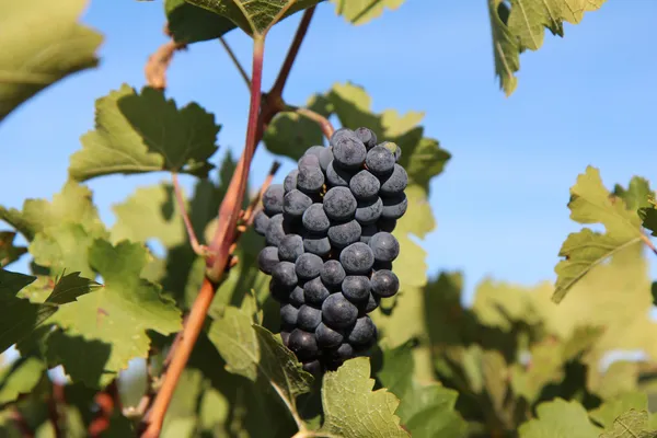 Black Seedless Grapes — Photo 2