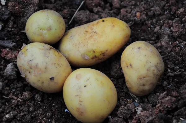 Potatoes — Photo 4