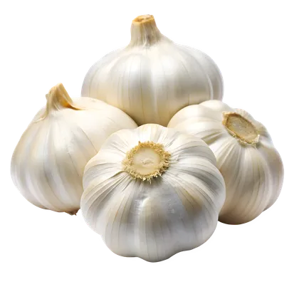 Garlic