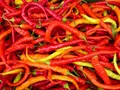 Chilli Peppers — Photo 2