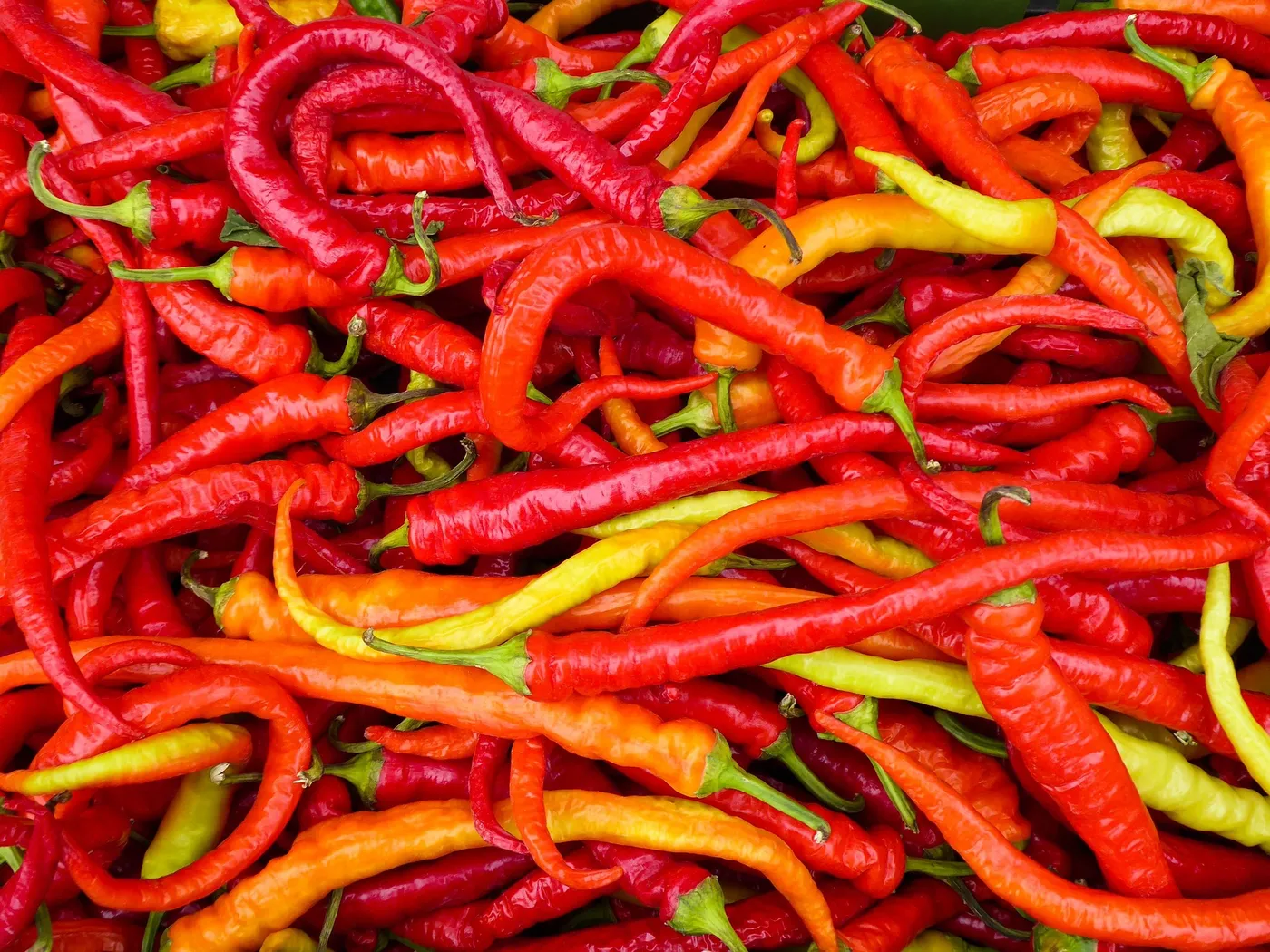 Chilli Peppers — Photo 2