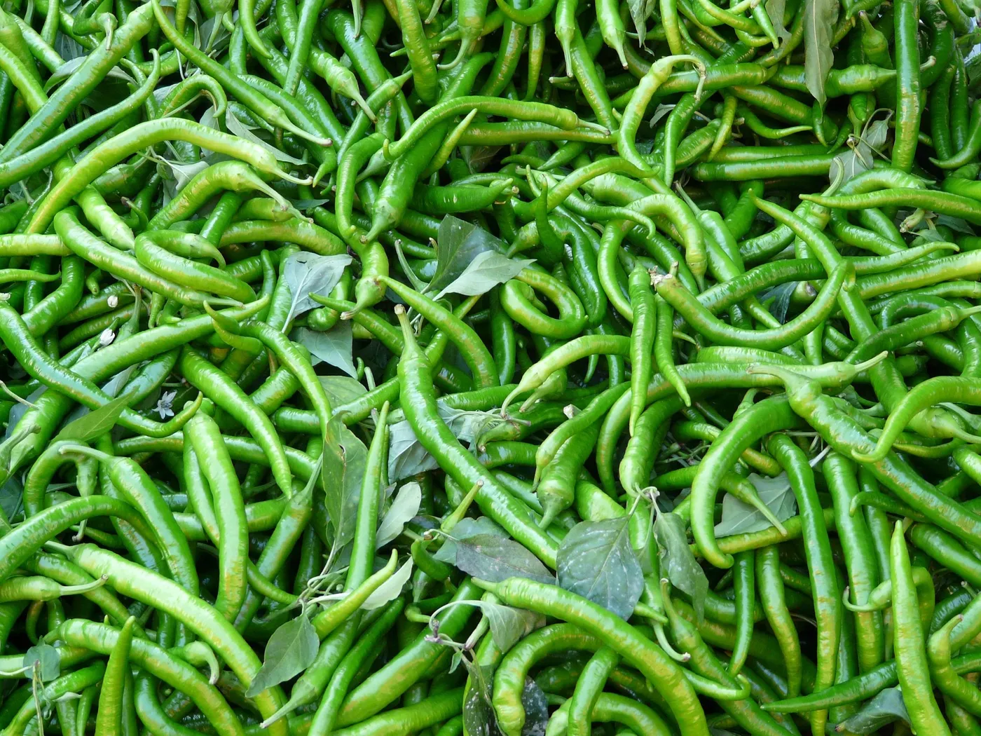 Chilli Peppers — Photo 3