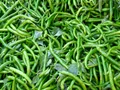 Chilli Peppers — Photo 3