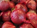 Red Onions — Photo 1