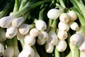 Spring Onions — Photo 4