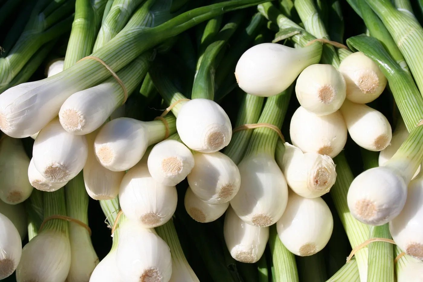 Spring Onions — Photo 4