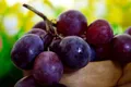 Black Seedless Grapes — Photo 3