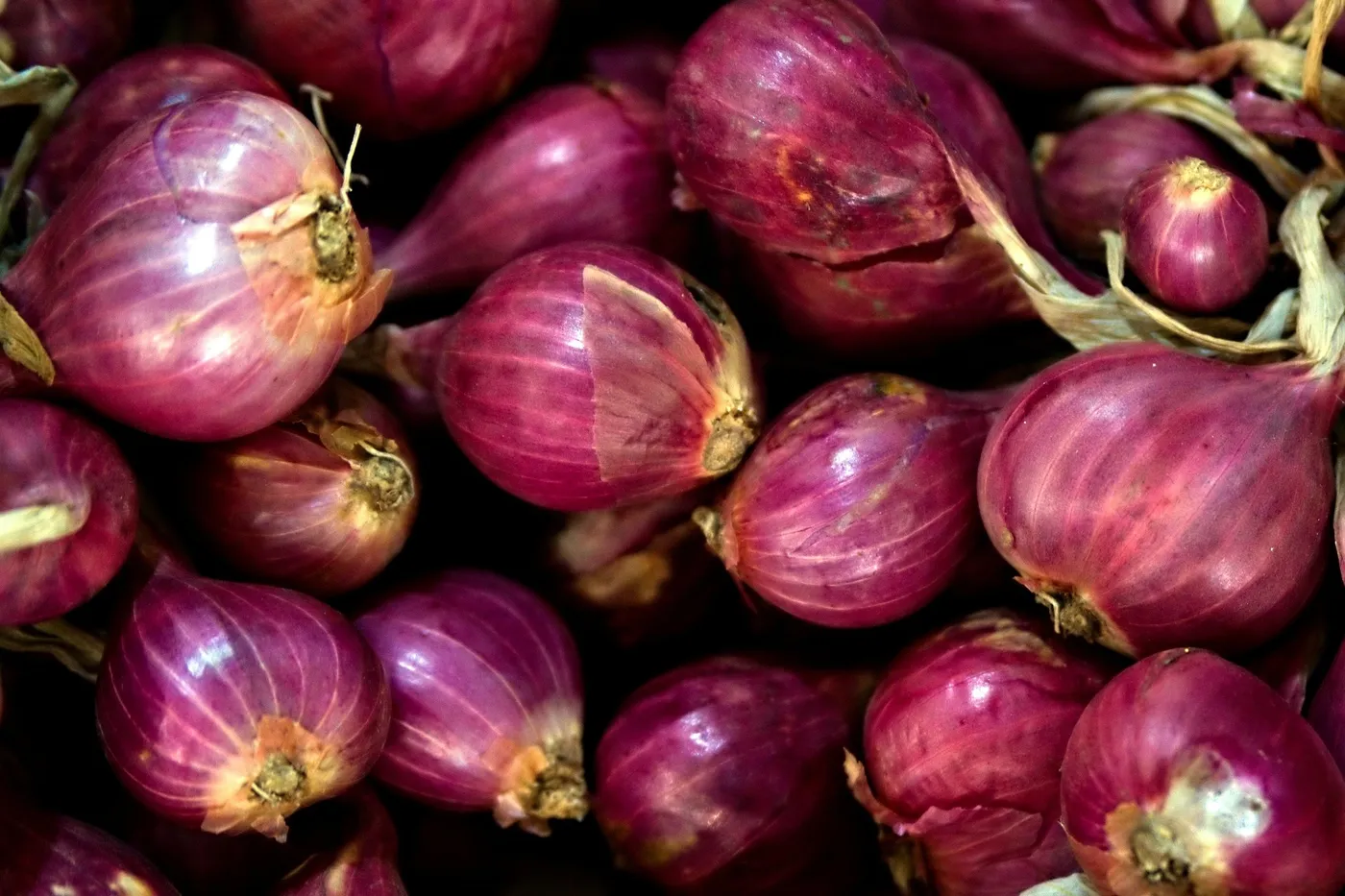 Red Onions — Photo 3