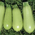 Zucchini — Photo 1