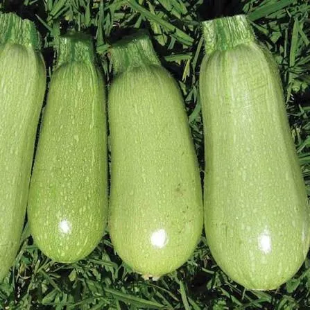 Zucchini — Photo 1