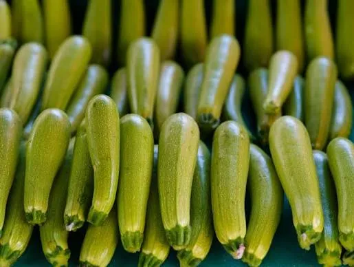 Zucchini — Photo 2