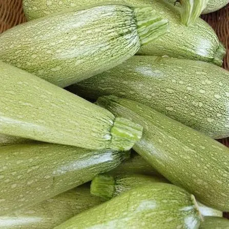 Zucchini — Photo 3