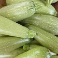 Zucchini — Photo 3