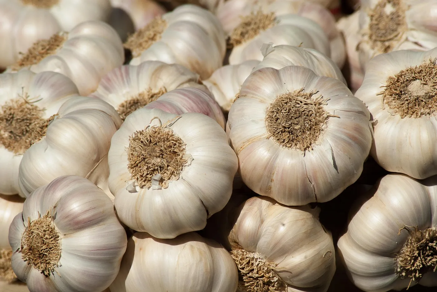Garlic — Photo 4
