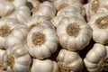 Garlic — Photo 4